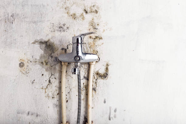 Professional Mold Removal in Tunnel Hill, GA